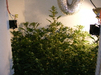 23. Qush_SpaceDawg_Querkle 2012_1203 1 23. Qush_SpaceDawg_Querkle 2012_1203 1