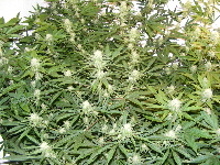 24. Qush_SpaceDawg_Querkle 2012_1203 10 24. Qush_SpaceDawg_Querkle 2012_1203 10
