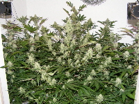28. Qush_SpaceDawg_Querkle 2012_12130001 28. Qush_SpaceDawg_Querkle 2012_12130001