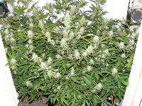29. Qush_SpaceDawg_Querkle 2012_12130006 29. Qush_SpaceDawg_Querkle 2012_12130006