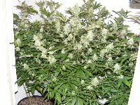 31. Qush_SpaceDawg_Qush 2012_12130011 31. Qush_SpaceDawg_Qush 2012_12130011