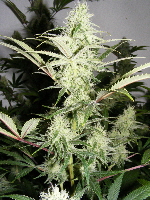 32. SpaceDawg_Pheno_2 2012_12130013 32. SpaceDawg_Pheno_2 2012_12130013