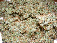 34. SpaceDawg Pheno 1 2013_01050011 34. SpaceDawg Pheno 1 2013_01050011