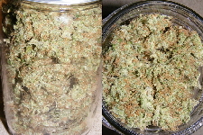36. SpaceDawg Pheno 2 in the jar 36. SpaceDawg Pheno 2 in the jar
