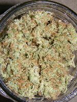 37. SpaceDawg pheno 2-short 2013_01180005 37. SpaceDawg pheno 2-short 2013_01180005
